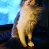 Picture of cat lost at Val Couesnon