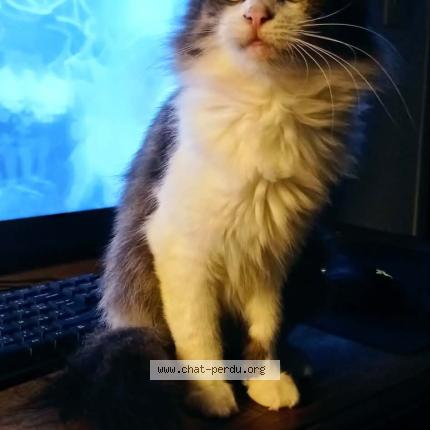 Photo 1/1 Freyja Chat lost in Val couesnon