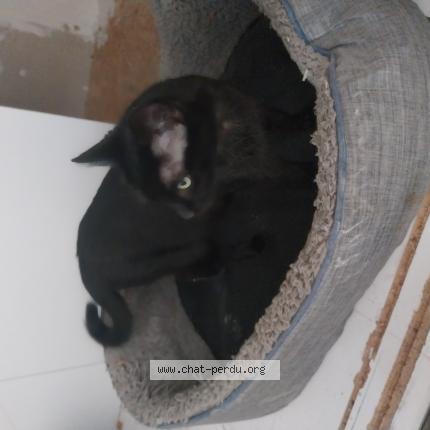 Photo 1/1 Found cat Found in Mulhouse