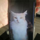 Picture of cat lost at Montauban