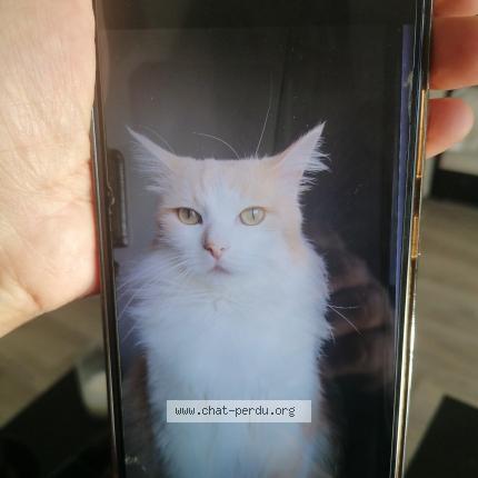 Photo 1/1 Cat reunited Lost in Montauban