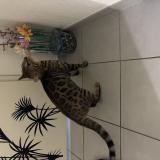 Picture of cat found at Montpellier