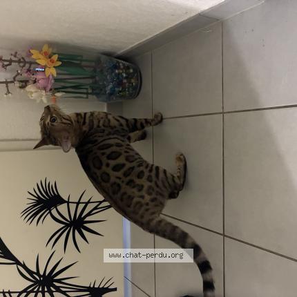 Photo 1/1 Found cat Found in Montpellier