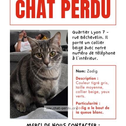 Photo 1/1 Zadig Chat lost in Lyon