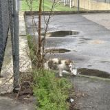 Picture of cat found at Montpellier