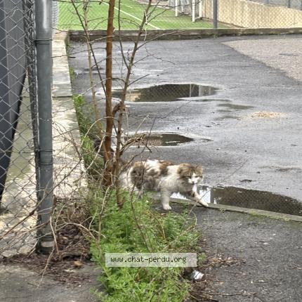 Photo 1/2 Found cat Found in Montpellier