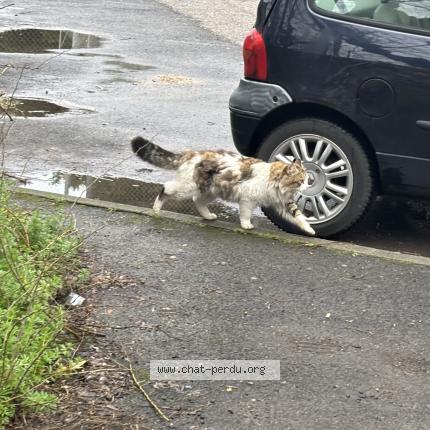 Photo 2/2 Found cat Found in Montpellier