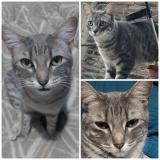 Picture of cat lost at Maipu