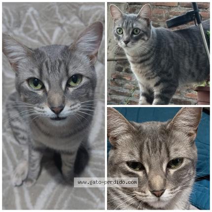 Photo 1/1 Silvi Chat lost in Maipu