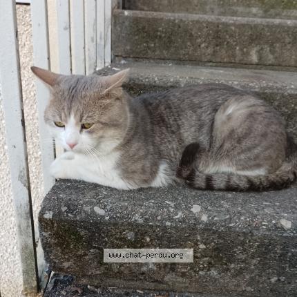 Photo 1/1 Found cat Found in Rillieux la pape