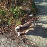 Picture of cat lost at La Chapelle Gondran