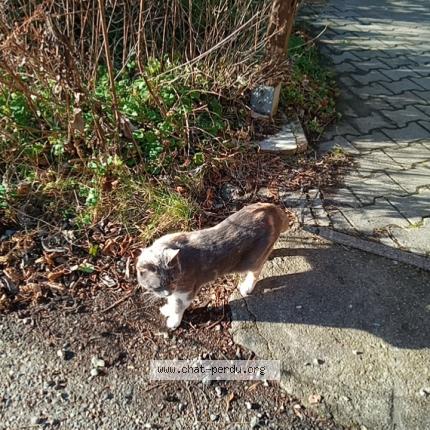 Photo 1/1 Cat reunited Lost in La chapelle gondran