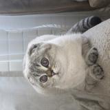 Picture of cat lost at Sainte Genevieve Des Bois