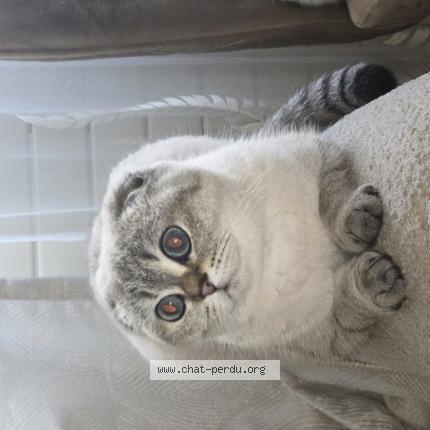 Photo 1/1 Lia Chat lost in Sainte genevieve des bois