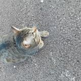 Picture of cat found at Dijon