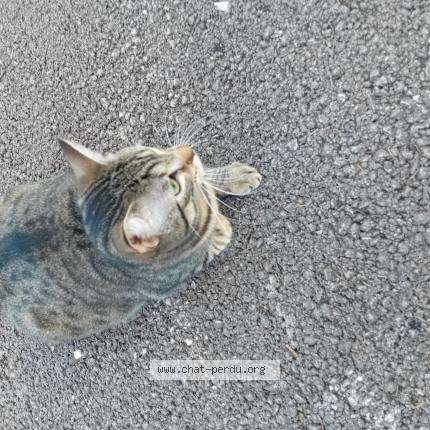 Photo 1/1 Found cat Found in Dijon