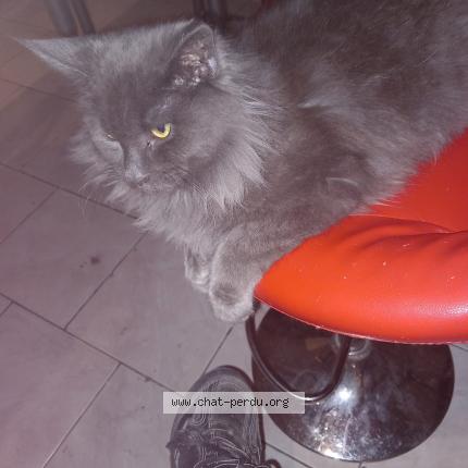 Photo 1/1 Cédric Besson Chat lost in Wattrelos