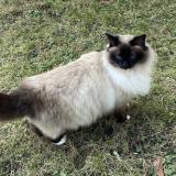 Picture of cat lost at Dagneux