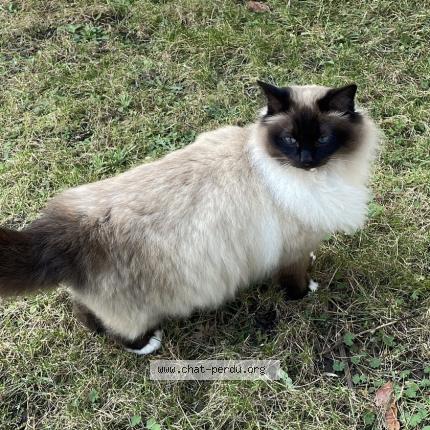 Photo 1/2 Jedi Chat lost in Dagneux