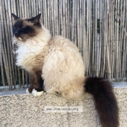 Photo 2/2 Jedi Chat lost in Dagneux