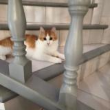 Picture of cat lost at Villeneuve