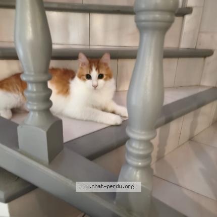 Photo 1/1 Snezhka Chat lost in Villeneuve