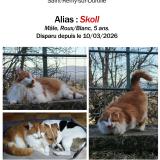 Picture of cat lost at Saint Remy Sur Durolle