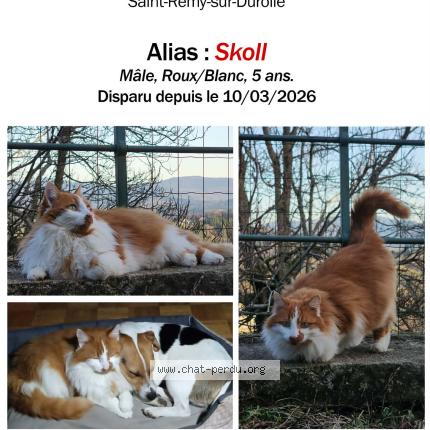 Photo 1/1 Skoll Chat lost in Saint remy sur durolle