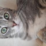 Picture of cat lost at Saint Vallier