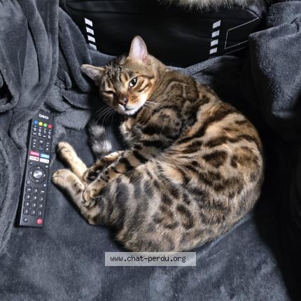 Photo 1/1 Toutou Chat lost in Montreuil