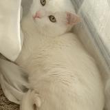 Picture of cat lost at Marseille