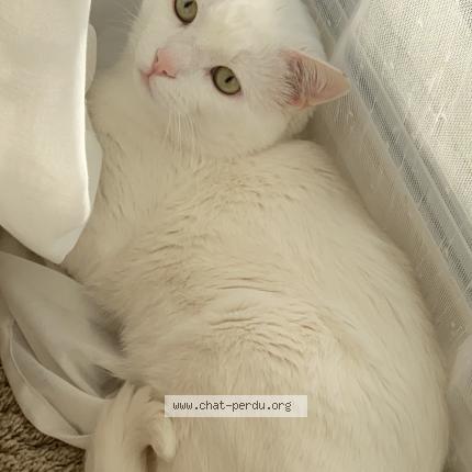 Photo 1/1 Flocon Chat lost in Marseille