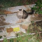 Picture of cat found at Sizun