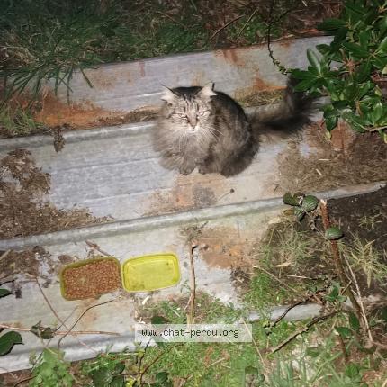 Photo 1/1 Found cat Found in Sizun