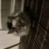 Picture of cat found at Albi