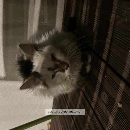 Photo 1/1 Found cat Found in Albi