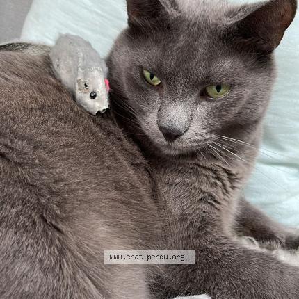 Photo 1/1 Hector Chat lost in Orleans