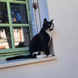 Photo of a cat found in Vallet