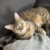 Picture of cat lost at Beaufai