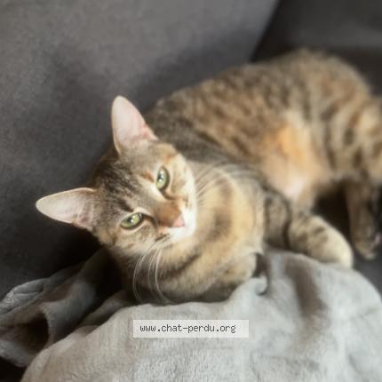 Photo 1/1 Stella Chat lost in Beaufai