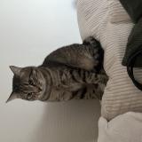 Picture of cat lost at Rennes