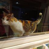 Picture of cat found at Chaspinhac