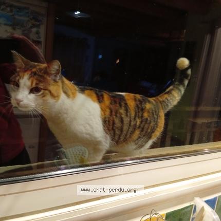 Photo 1/1 Found cat Found in Chaspinhac