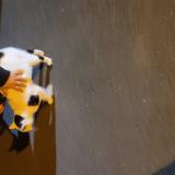 Picture of cat found at Fleury Sur Orne