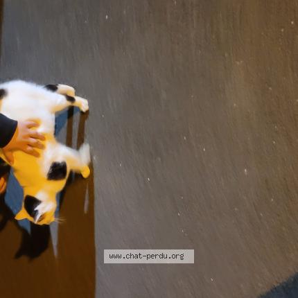 Photo 1/1 Found cat Found in Fleury sur orne