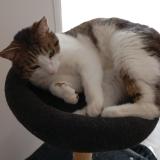 Picture of cat lost at Saint Hostien