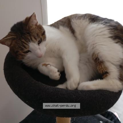 Photo 1/1 Krokmou Chat lost in Saint hostien