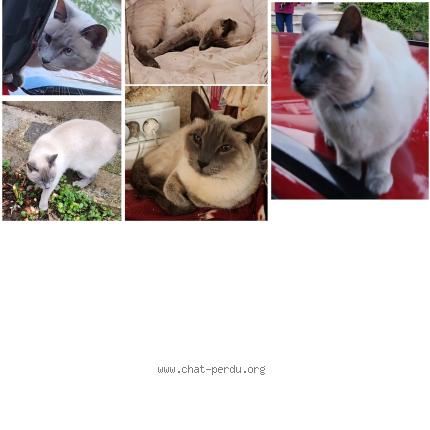 Photo 1/1 Schoumi Chat lost in Saint maur des fosses