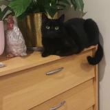 Picture of cat lost at Argenteuil