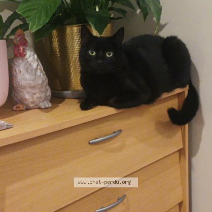 Photo 1/1 Mokka Chat lost in Argenteuil